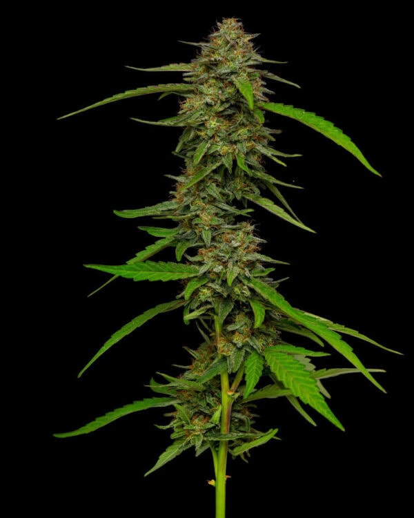 Strawberry Cheesecake Regular Cannabis Seeds by Humboldt Seed Co.