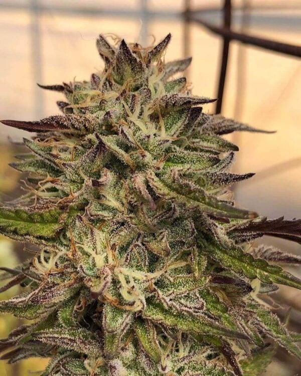 Chem Cookies regular