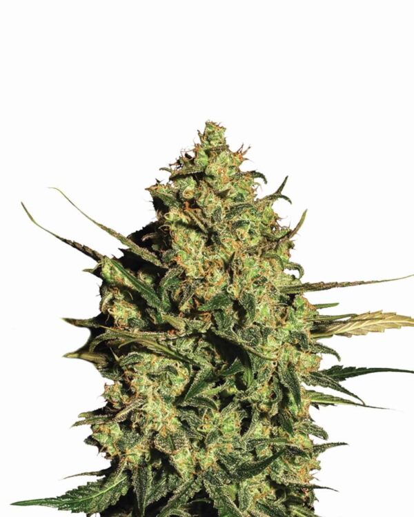 Master Kush Auto Feminised Seeds - 5