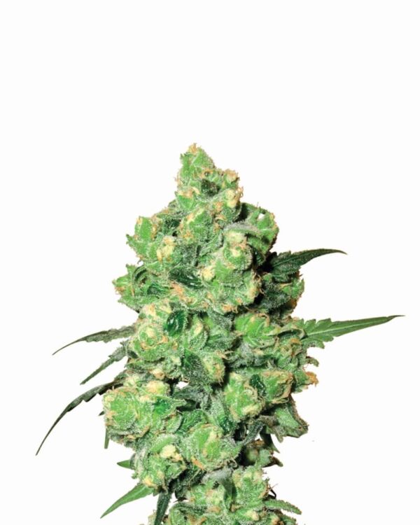 Skunk #1 Regular Seeds - 10 - Image 2