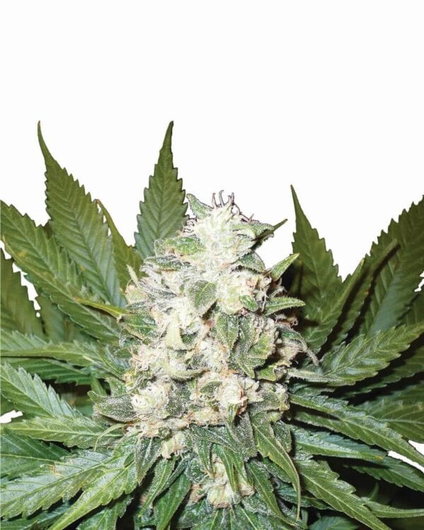 Wonder Woman Auto Feminised Cannabis Seeds by Nirvana