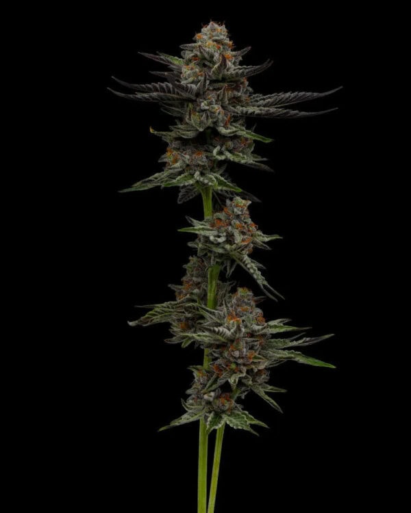 Vanilla Creme Pie Feminised Seeds
