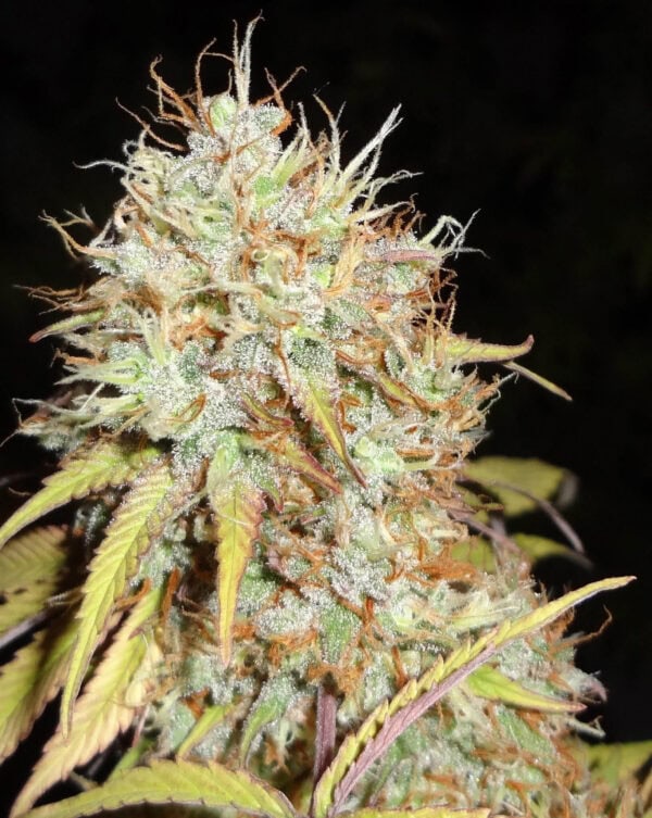 Amnesia Express Auto feminised