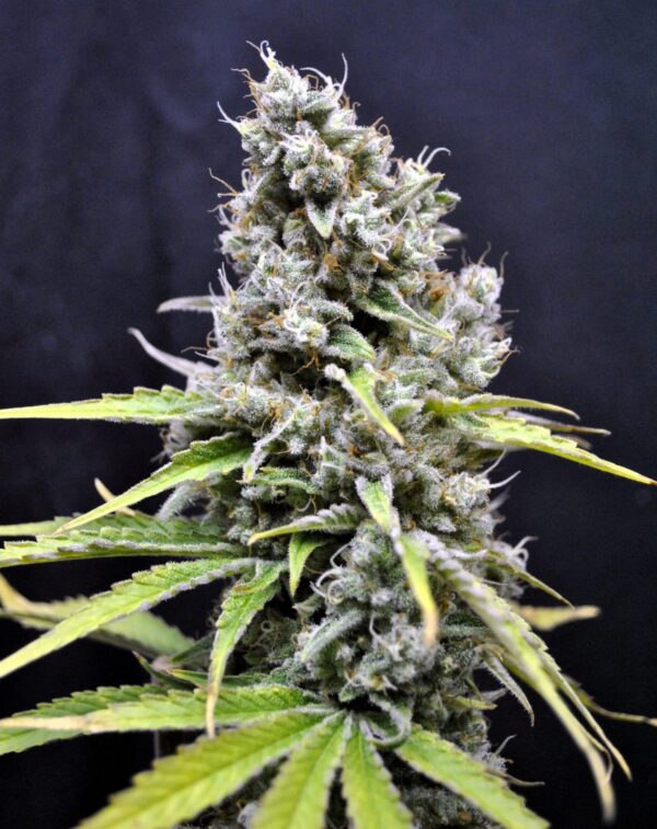 Skunk Haze CBD Feminised Seeds - 5 - Image 2