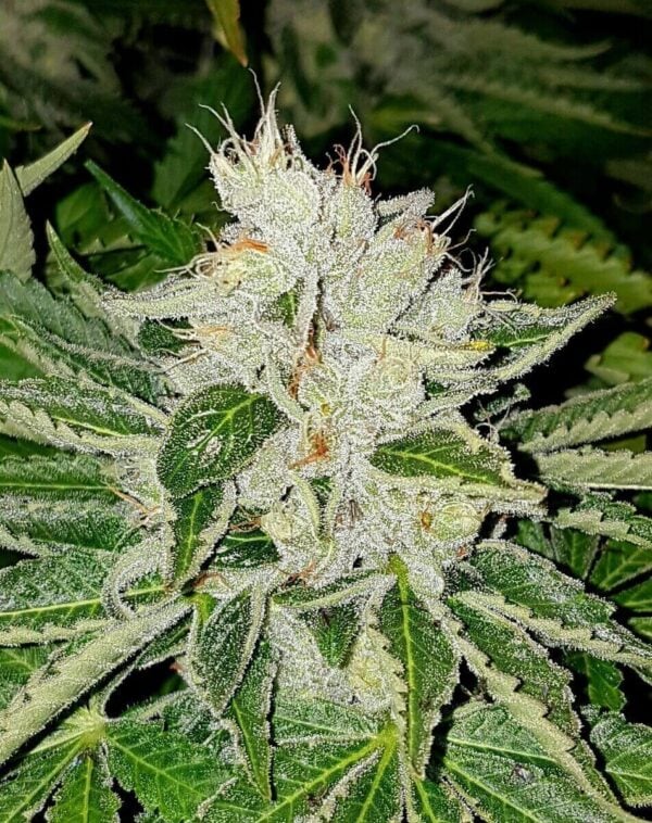 Rado Rose Limited Edition Feminised Seeds - 6