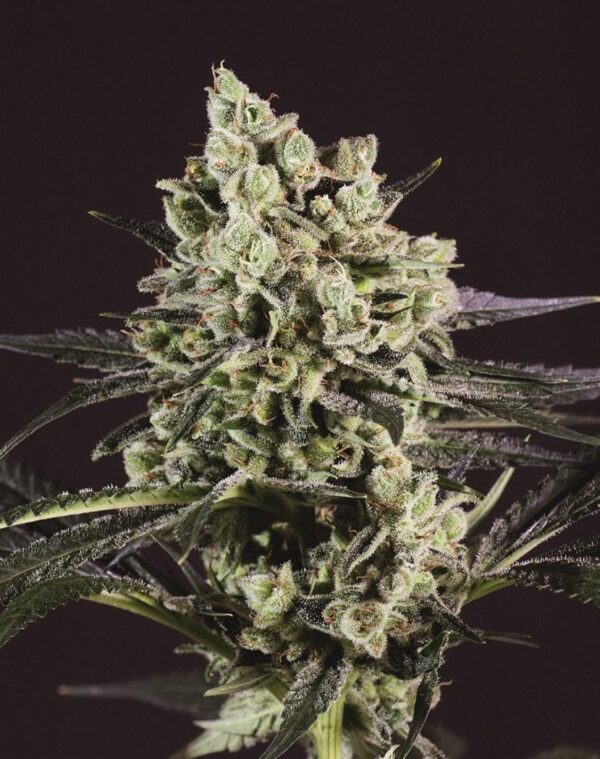 OG Kush x SCBDX Feminised Seeds