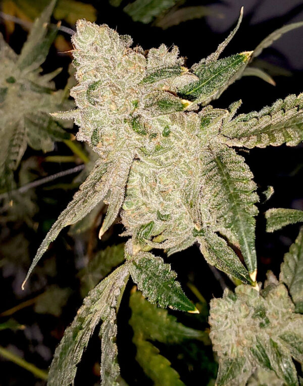 Gelato Cake Feminised Seeds - 6