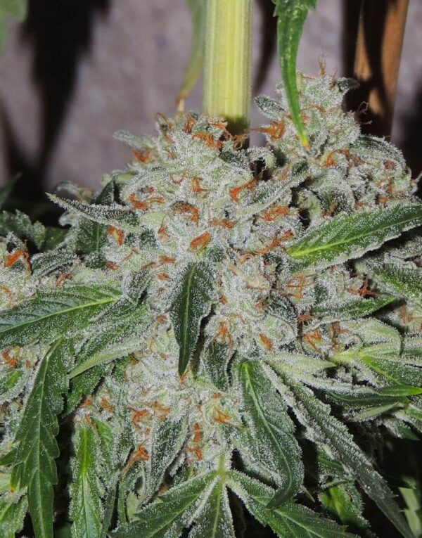 White Sumo Regular Seeds - 12