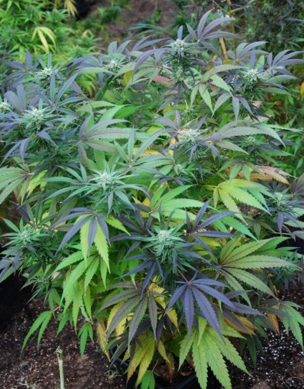Mangobiche Kush Regular Seeds - Image 2