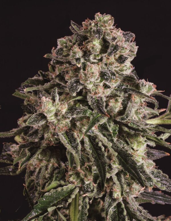 Black Critical x SCBDX Feminised Seeds
