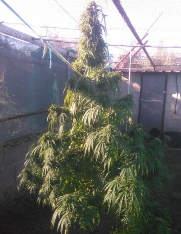 Green Haze 19 A5 Feminised Cannabis Seeds by Ace Seeds