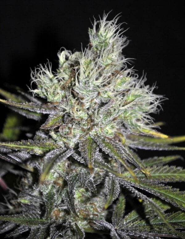 Sweet 'n' Sour Widow CBD Regular Seeds - 5 - Image 2
