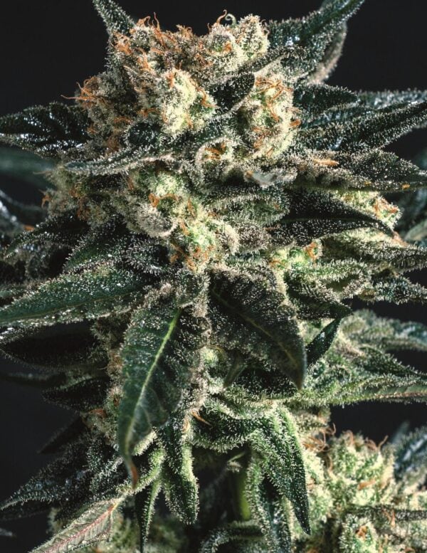 AK47 x SCBDX Feminised Seeds