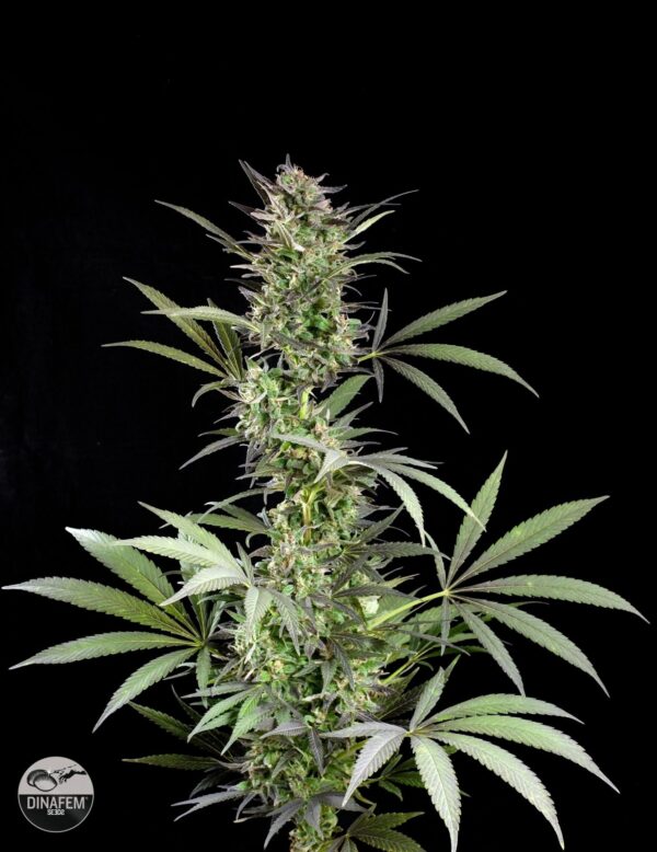Blue Fruit Feminised Seeds