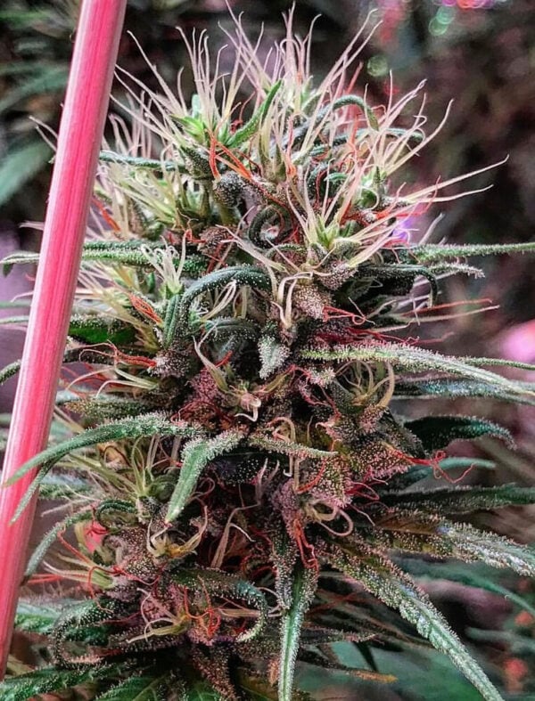 Ethiopia x Malawi Regular Seeds - Image 6