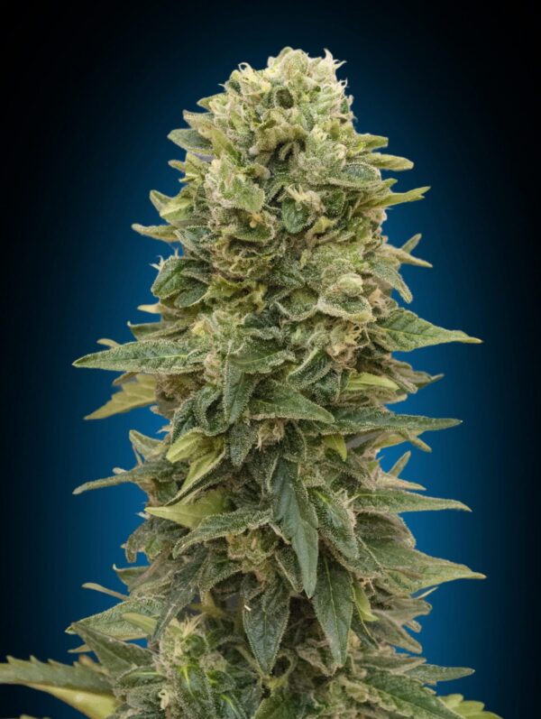 Afghan Mass Auto Feminised Cannabis Seeds by 00 Seeds