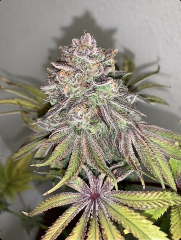 Limón Picón Regular Cannabis Seeds by Purple City Genetics