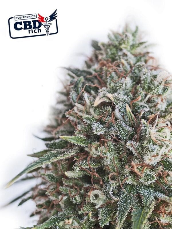 Critical 47 CBD Feminised Cannabis Seeds by Positronic Seeds