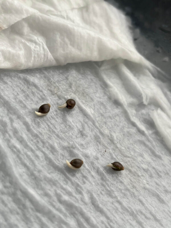 Blue Cheese feminised germinating cannabis seeds