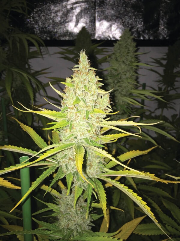 Chicle aka BubbleDawg Feminised Seeds - Image 4