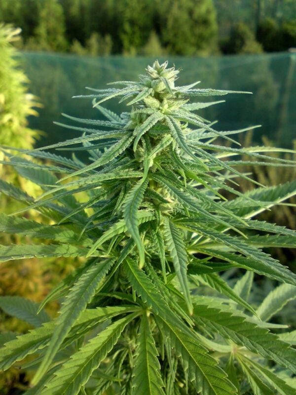 Parvati Regular Seeds - Image 2