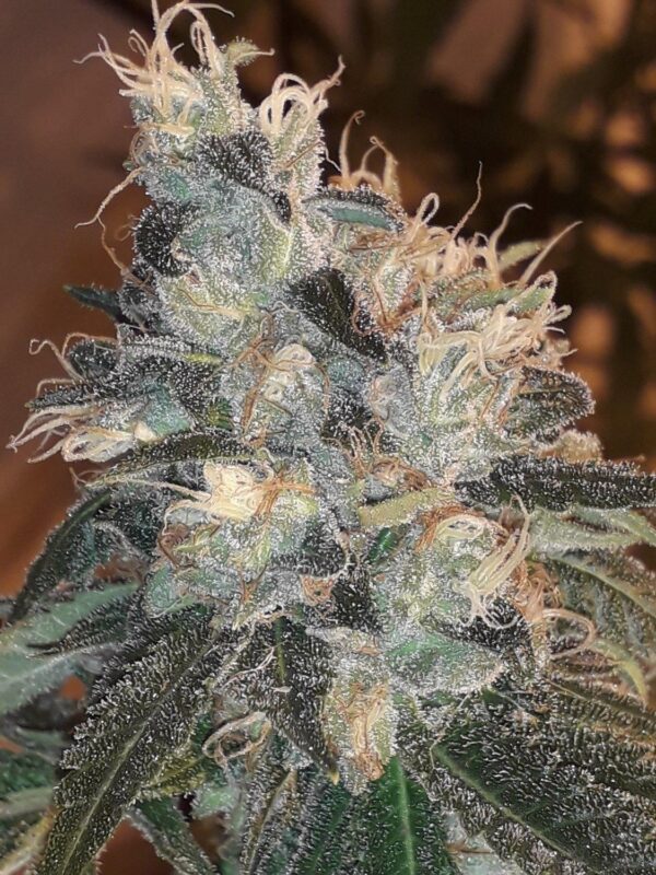 Candy Glue Feminised Seeds