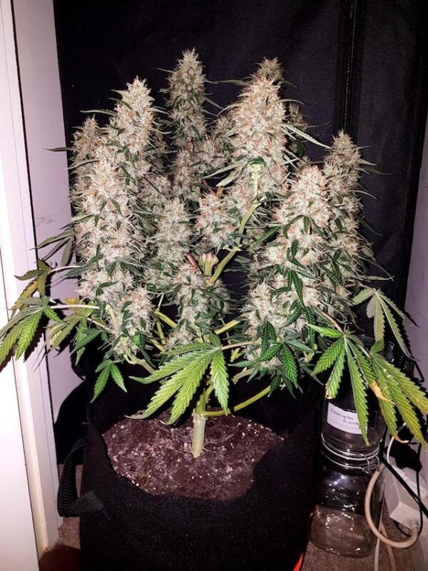 CBD Auto Feminised Seeds