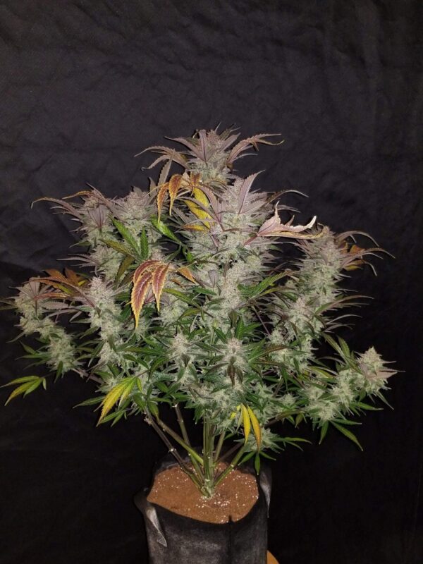 Cream Cookies Auto Feminised Seeds - Image 2