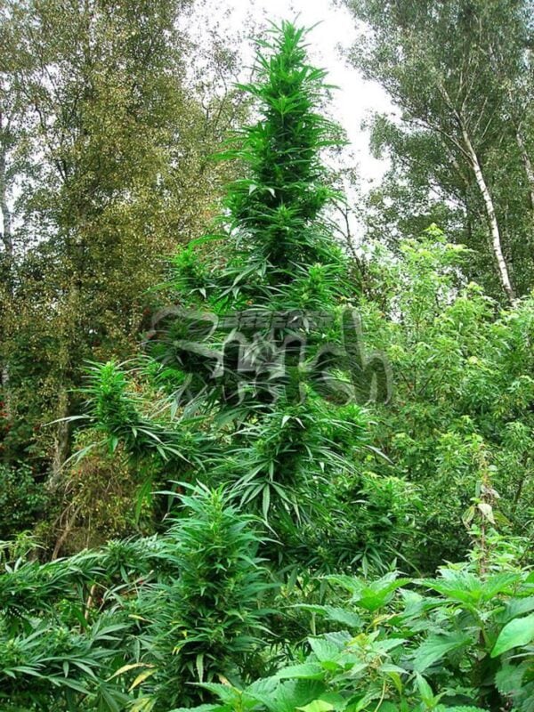Doctor Shiva SuperAuto Feminised Seeds - 3