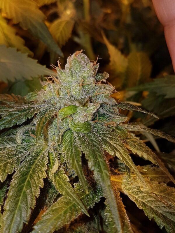 Dogshit Dead Head Haze Feminised Seeds - 5