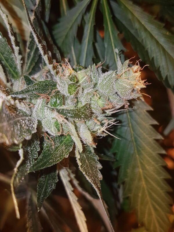 Double Strawberry Diesel Jones Feminised Seeds - 5
