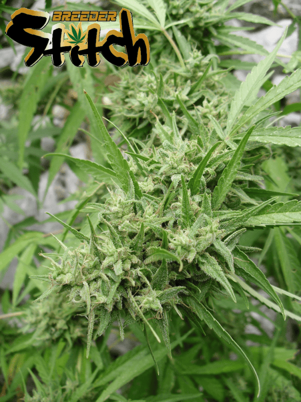 Muay Thai SuperAuto Feminised Seeds - 3