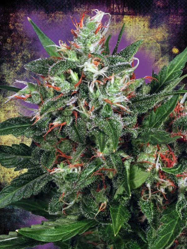 Early XXX Feminised Seeds