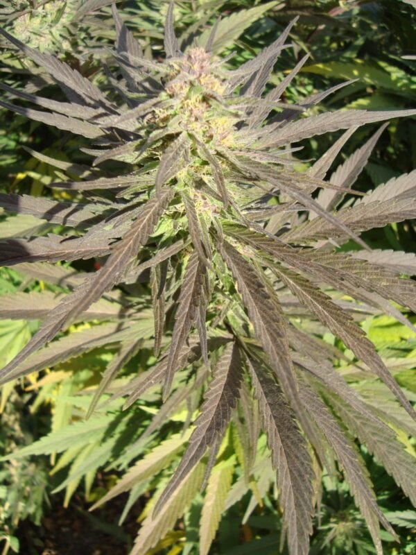 Flo - 10 Regular Seeds - Image 2