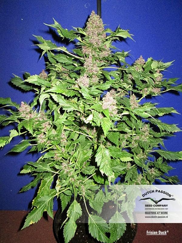 Frisian Duck Feminised Seeds