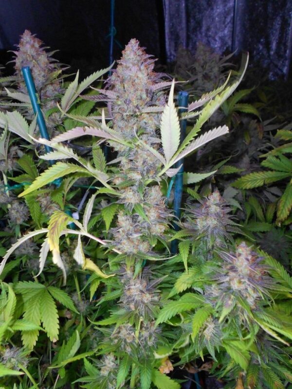 Grapefruit Krush Feminised Seeds