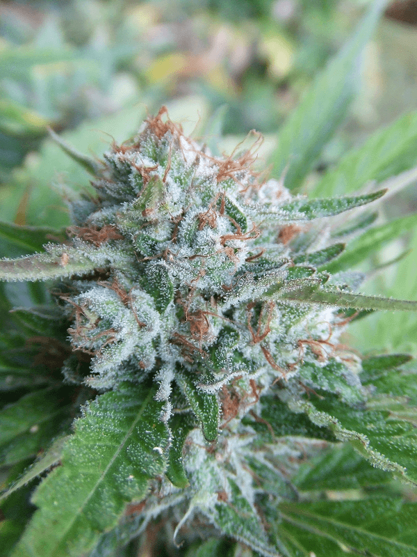 Bellini Feminised Seeds (Gold Collection) - 6
