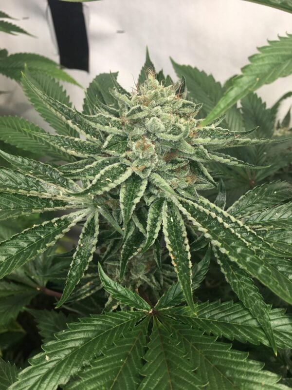 Helio OGK Feminised Seeds - 5