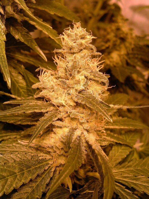 Kush Auto Feminised Seeds - Female - Image 2