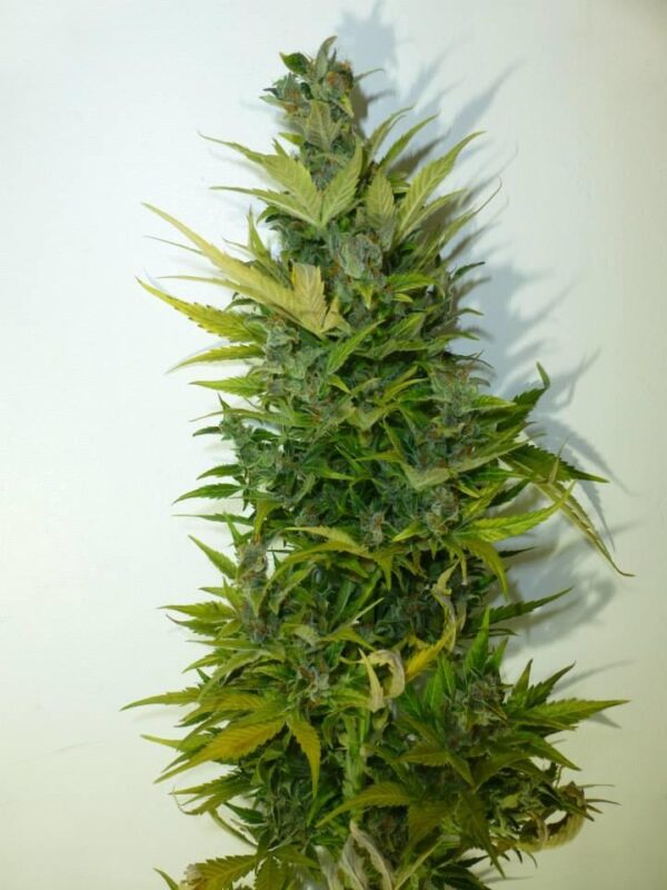 Lemon Haze Autoflowering Regular Seeds - 8