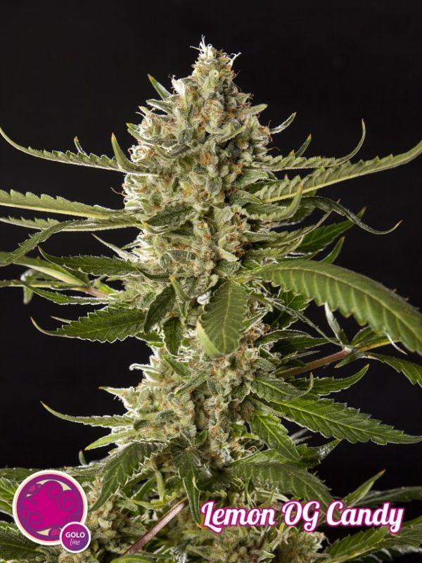 Lemon OG Candy Feminised Seeds