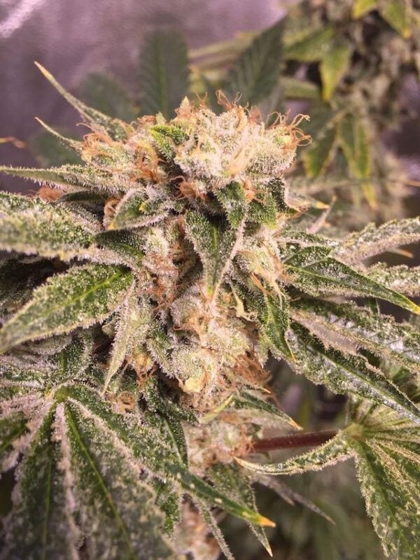 Lemon Zkittle Feminised Seeds - Image 2