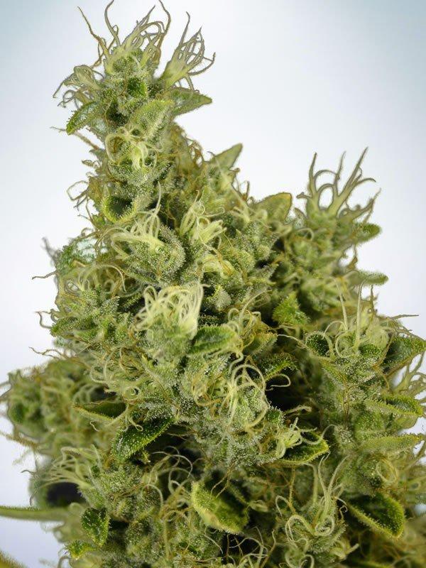 Mandarin Haze Feminised Seeds