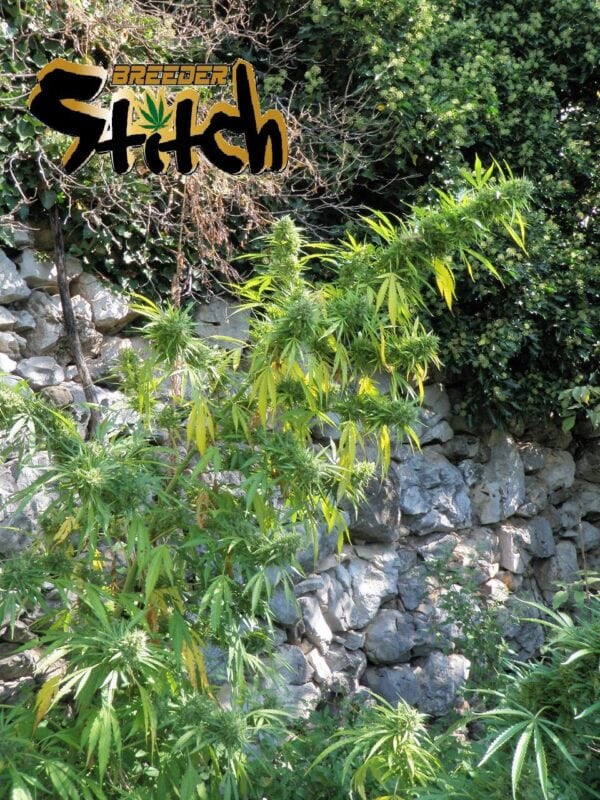 Muay Thai SuperAuto Feminised Seeds - 3 - Image 2