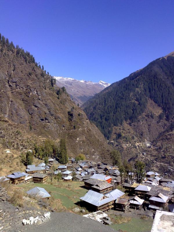 Malana Cream Regular Seeds