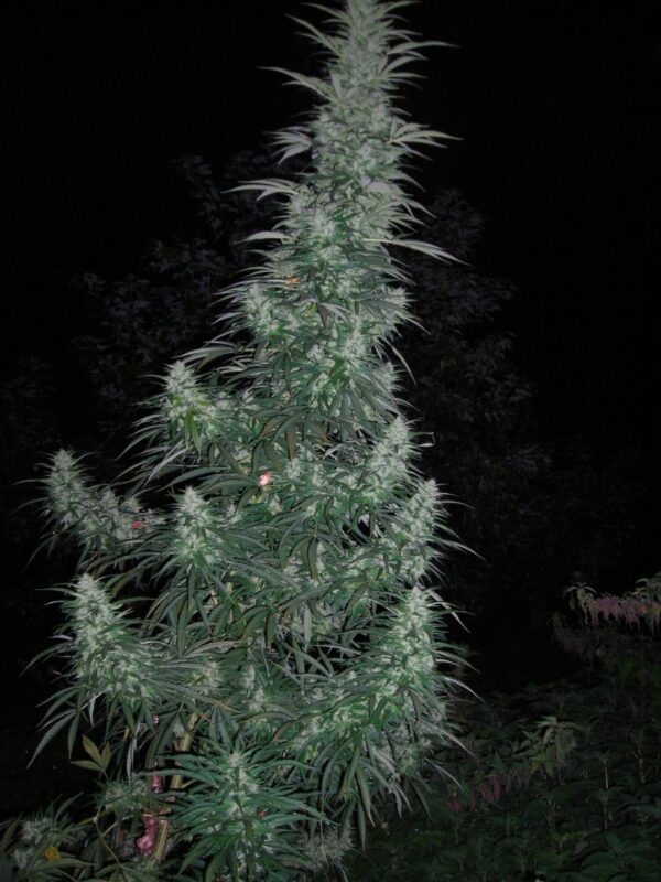 Panama Lime SuperAuto Feminised Seeds - 3