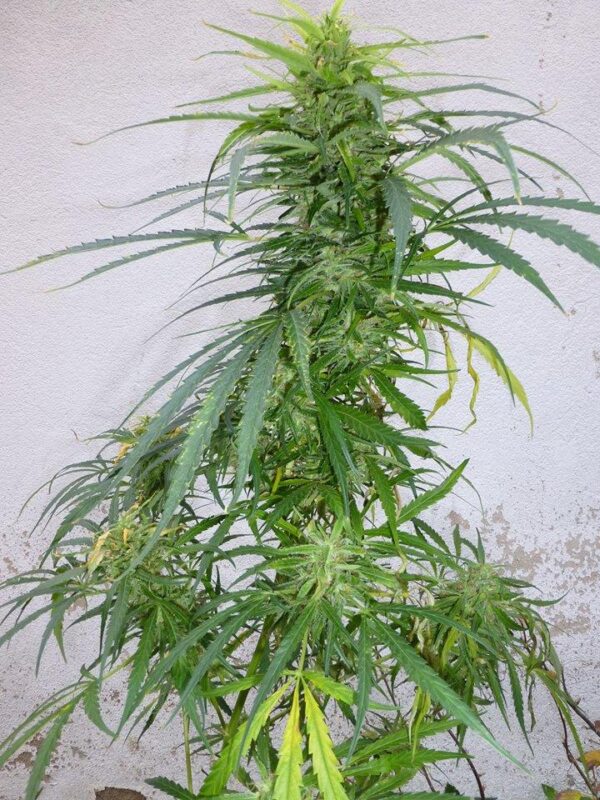 Panama Lime SuperAuto Feminised Seeds - 3 - Image 2
