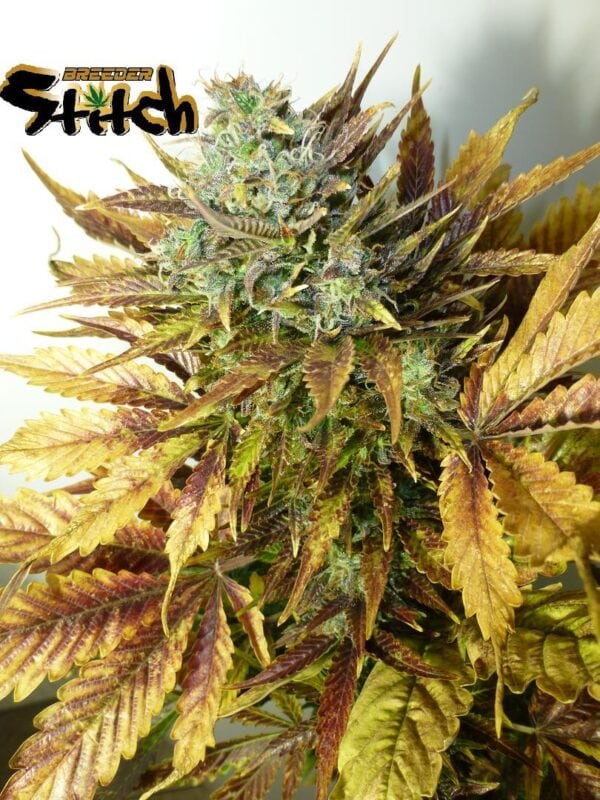 Purple Sirius Kush Autoflowering Feminised Seeds - 3