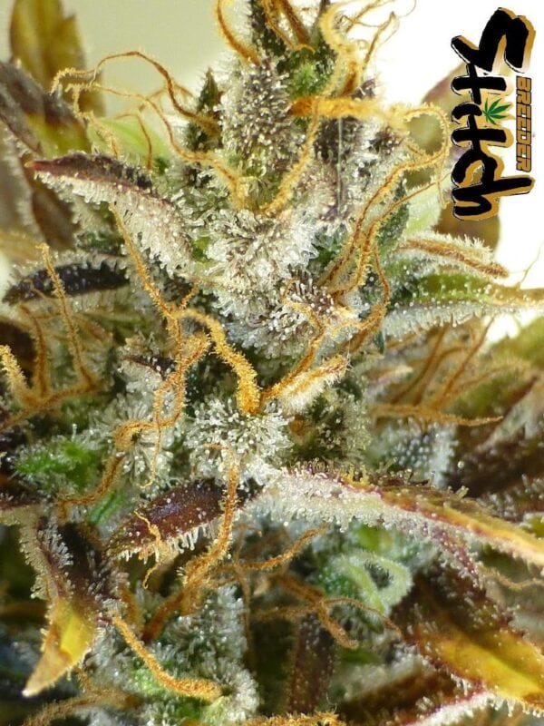 Purple Sirius Kush Autoflowering Feminised Seeds - 3 - Image 2