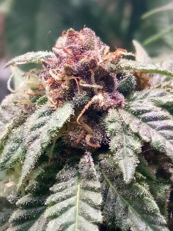 Sangria Regular Seeds
